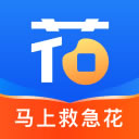马上救急花
